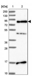 Anti-SRRM5 antibody produced in rabbit 