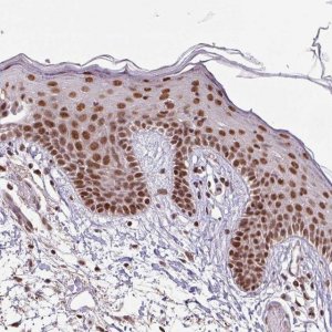 Anti-SRSF2 antibody produced in rabbit HPA049905-100UL