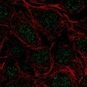 Anti-SRSF5 antibody produced in rabbit 