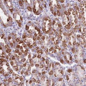 Anti-SS18L2 antibody produced in rabbit 