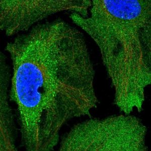 Anti-SSFA2 antibody produced in rabbit 