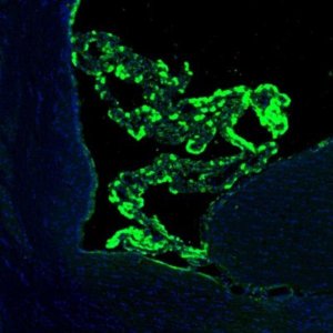 Anti-SSR3 antibody produced in rabbit 