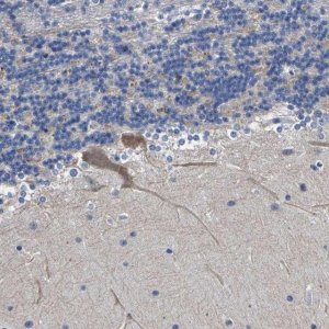 Anti-ST6GAL2 antibody produced in rabbit 