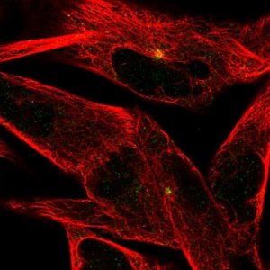 Anti-ST8SIA2 antibody produced in rabbit 