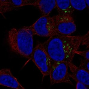 Anti-ST8SIA3 antibody produced in rabbit 