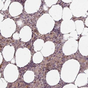 Anti-STAM antibody produced in rabbit 
