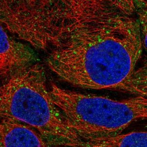 Anti-STAM antibody produced in rabbit 