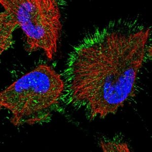 Anti-STAMBPL1 antibody produced in rabbit 