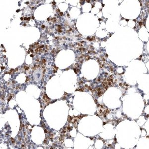 Anti-STAP2 antibody produced in rabbit 