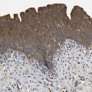 Anti-STAT2 antibody produced in rabbit 