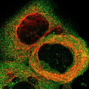 Anti-STAT2 antibody produced in rabbit 