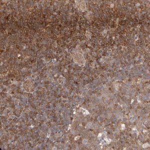Anti-STAT5A antibody produced in rabbit 