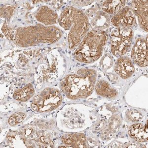 Anti-STAT5A antibody produced in rabbit 