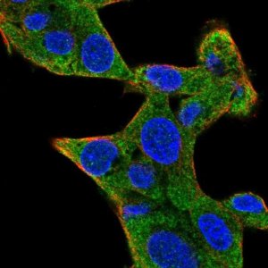 Anti-STAU1 antibody produced in rabbit 
