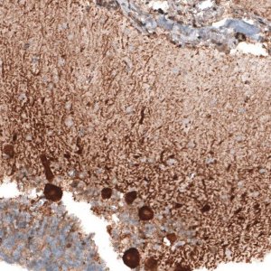 Anti-STAU2 antibody produced in rabbit 