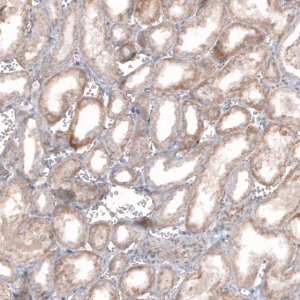 Anti-STAU2 antibody produced in rabbit 