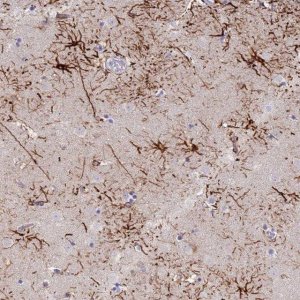 Anti-STK25 antibody produced in rabbit 