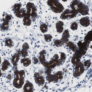 Anti-STK3 antibody produced in rabbit 