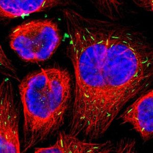 Anti-STK3 antibody produced in rabbit 