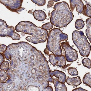 Anti-STRA6 antibody produced in rabbit 
