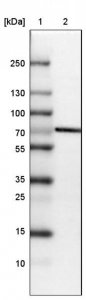 Anti-STRIP1 antibody produced in rabbit HPA060302-100UL