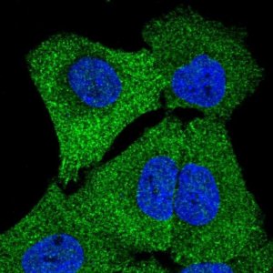 Anti-STRN4 antibody produced in rabbit 