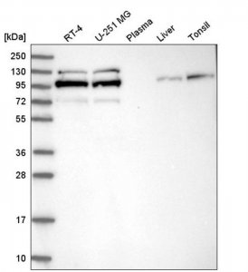 Anti-STRN4 antibody produced in rabbit 