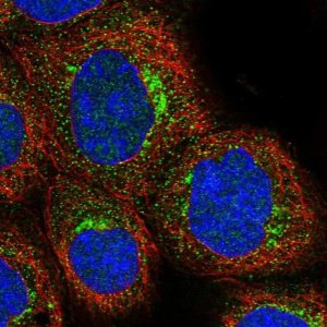 Anti-STX16 antibody produced in rabbit 