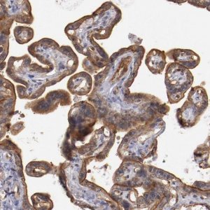 Anti-STX3 antibody produced in rabbit 