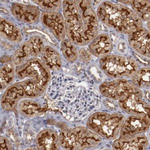 Anti-STX3 antibody produced in rabbit 