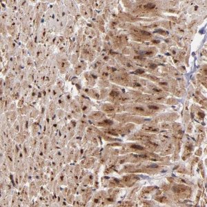 Anti-STX8 antibody produced in rabbit 