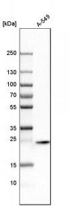 Anti-STX8 antibody produced in rabbit 