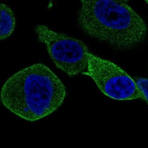 Anti-STXBP2 antibody produced in rabbit 