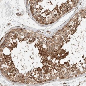 Anti-STXBP4 antibody produced in rabbit 