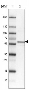 Anti-STXBP4 antibody produced in rabbit 