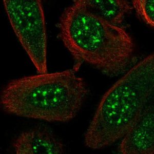 Anti-STYXL1 antibody produced in rabbit 