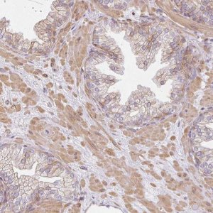 Anti-SULF1 antibody produced in rabbit HPA054728-100UL