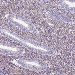 Anti-SULF1 antibody produced in rabbit HPA054728-100UL