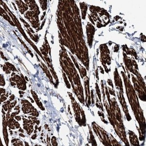 Anti-SUMF1 antibody produced in rabbit 