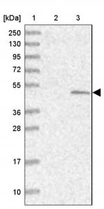 Anti-SUMF1 antibody produced in rabbit 