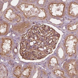 Anti-SURF4 antibody produced in rabbit 
