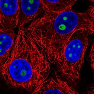 Anti-SURF6 antibody produced in rabbit 