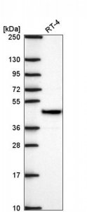 Anti-SURF6 antibody produced in rabbit 