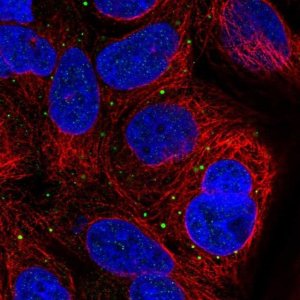 Anti-SUSD4 antibody produced in rabbit 