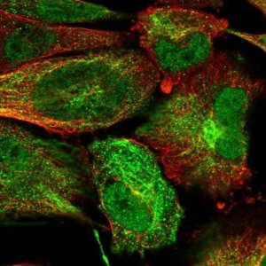 Anti-SUSD6 antibody produced in rabbit 