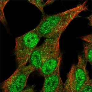 Anti-SV2C antibody produced in rabbit HPA040722-100UL