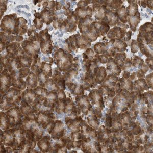 Anti-SVOP antibody produced in rabbit 