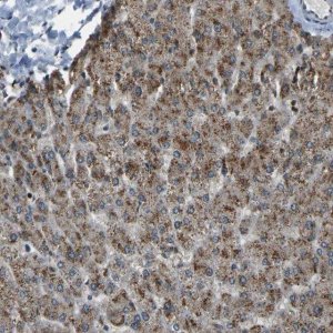 Anti-SVOPL antibody produced in rabbit 