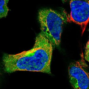 Anti-SYAP1 antibody produced in rabbit 