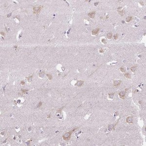 Anti-SYBU antibody produced in rabbit 